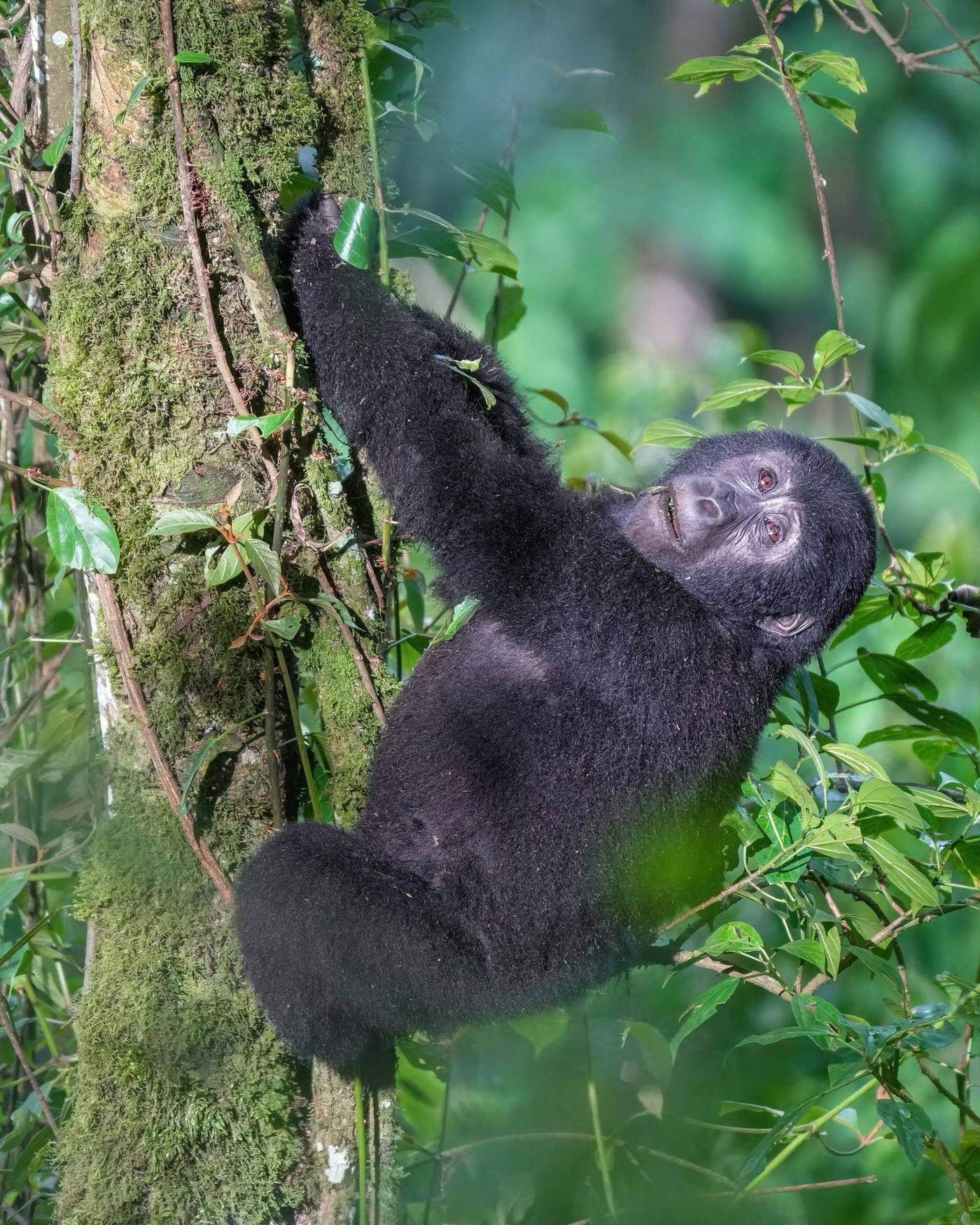 A young mountain gorilla climbing a moss-covered tree in the Congo Basin forest