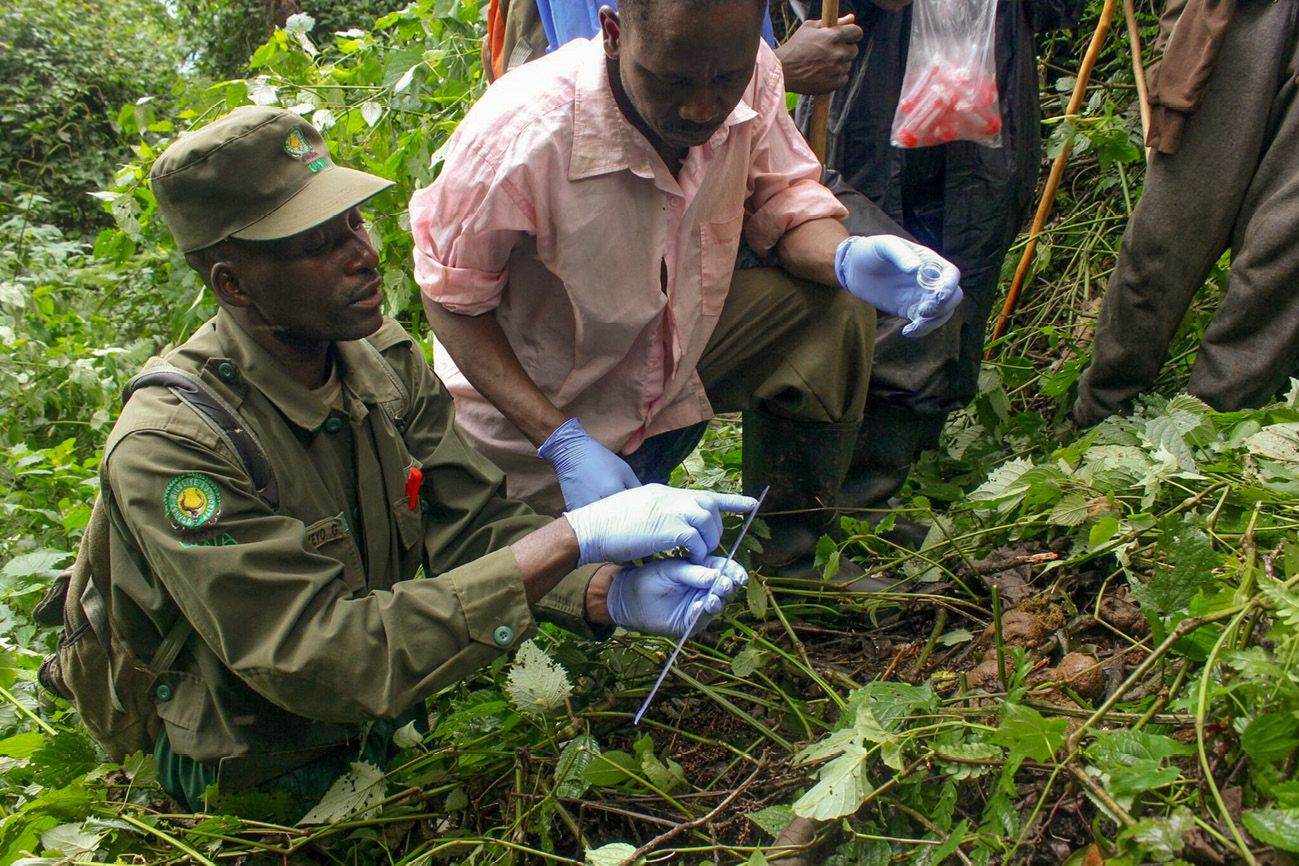 A ranger and a community volunteer examining a gorilla habitat sample together in the forest