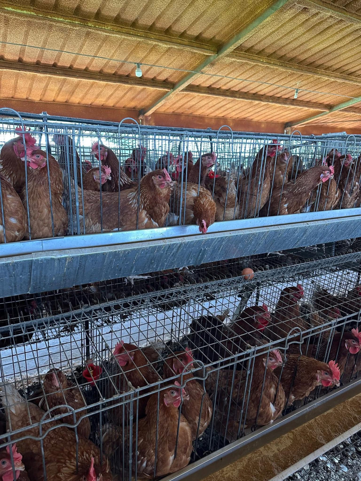 🐔 CAWi Cage-Free Program