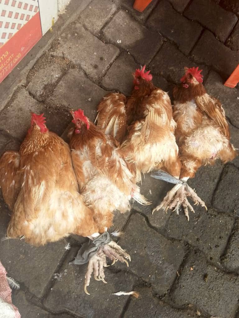 Chickens feel fear, stress and pain.