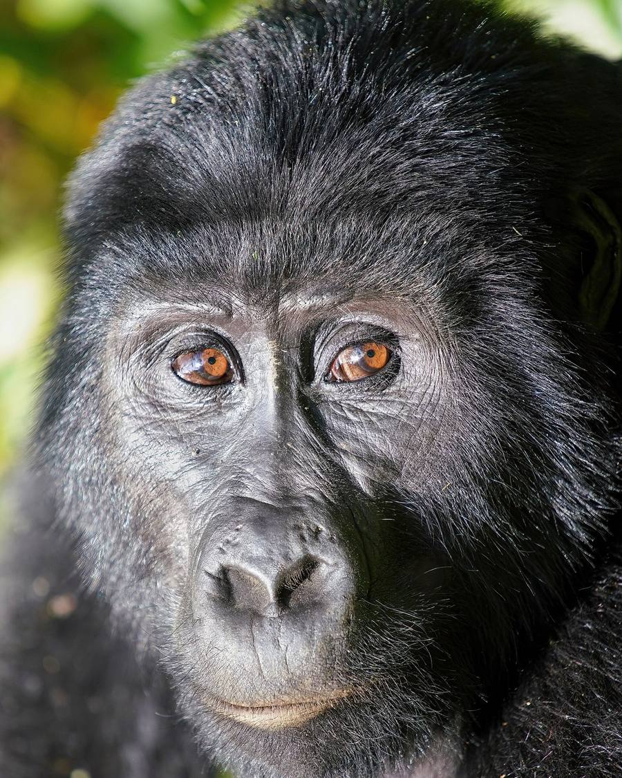 Mountain gorilla close-up, Bwindi